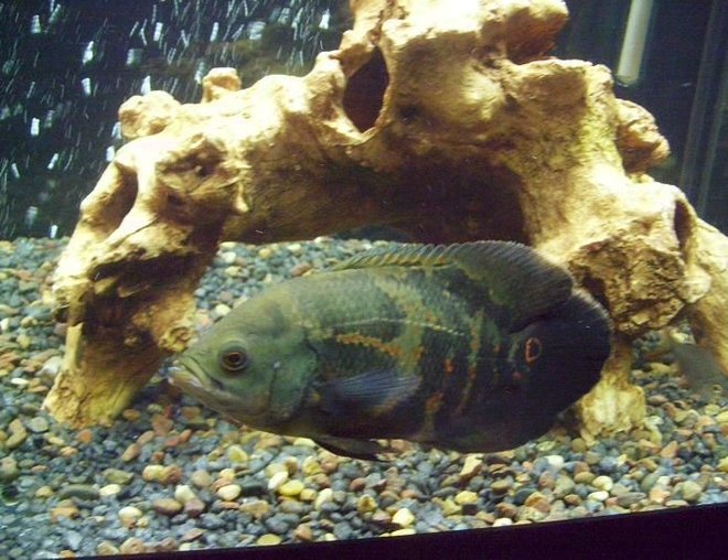 freshwater fish - astronotus ocellatus - tiger oscar stocking in 75 gallons tank - 9.5" tiger oscar