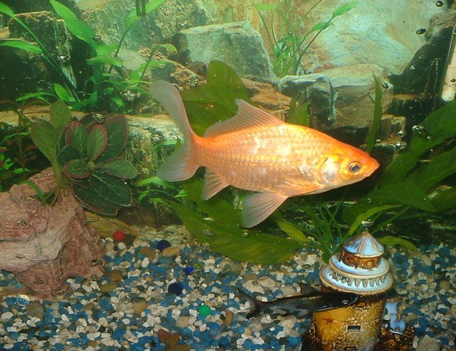 freshwater fish - carassius auratus stocking in 75 gallons tank - "i dont think so" was the golfishs reply