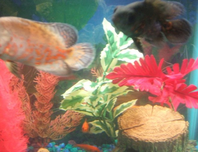 freshwater fish - astronotus ocellatus - albino oscar stocking in 30 gallons tank - pic