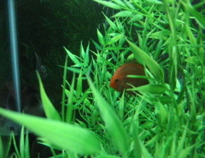 freshwater fish stocking in 47 gallons tank - first day in new tank alittle shy