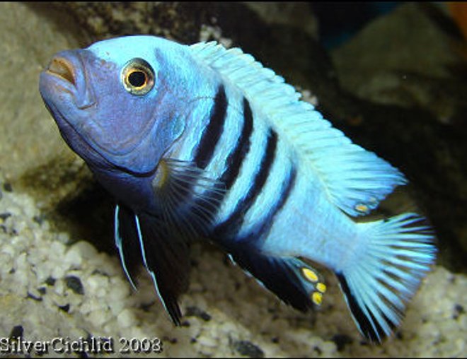 freshwater fish - cynotilapia pulpican stocking in 180 gallons tank - Cynotilapia pulpican