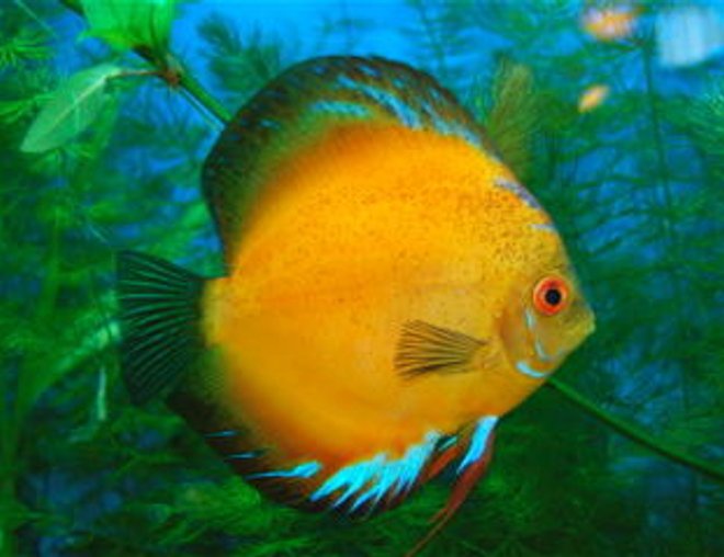freshwater fish - morning glory discus stocking in 55 gallons tank - New Sunny picture.