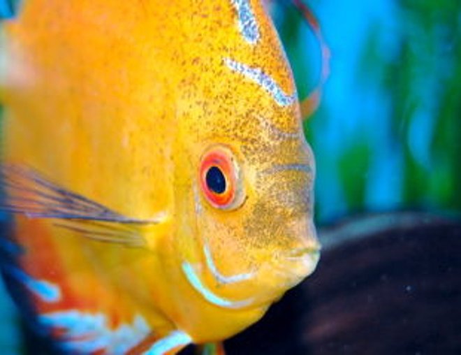 freshwater fish - morning glory discus stocking in 55 gallons tank - Sunny up close.