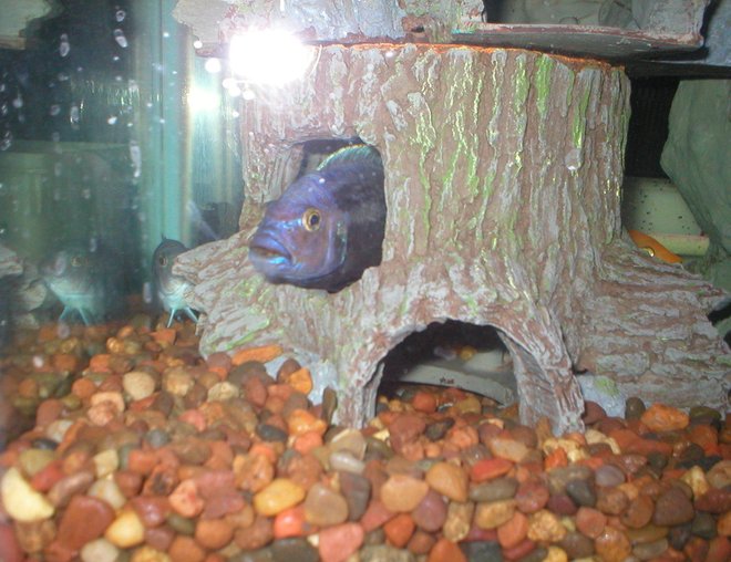 freshwater fish stocking in 29 gallons tank - Peek-a-Boo Cichlid
