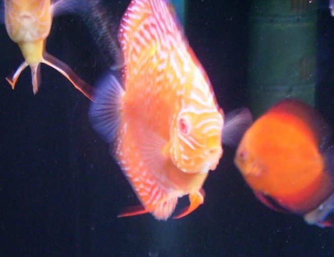 freshwater fish - albino leopard snakeskin discus stocking in 150 gallons tank - Albino Leopard