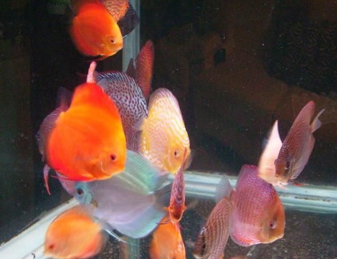 freshwater fish - symphysodon sp. - royal red discus stocking in 150 gallons tank - Another One..