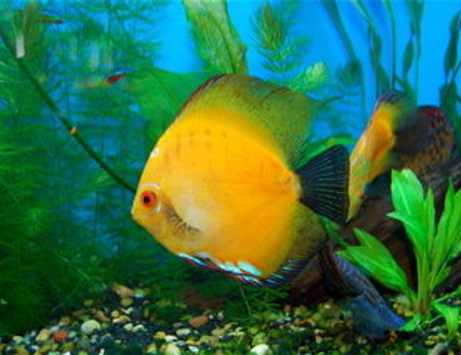 freshwater fish - morning glory discus stocking in 55 gallons tank - This is my Morning Glory Discus =)