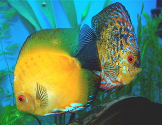 freshwater fish - morning glory discus stocking in 55 gallons tank - Morning Glory and Phoenix together. This is a proven breeding pair =)