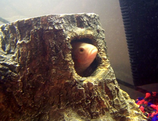 freshwater fish stocking in 250 gallons tank - Mong- playing around in the tree trunk