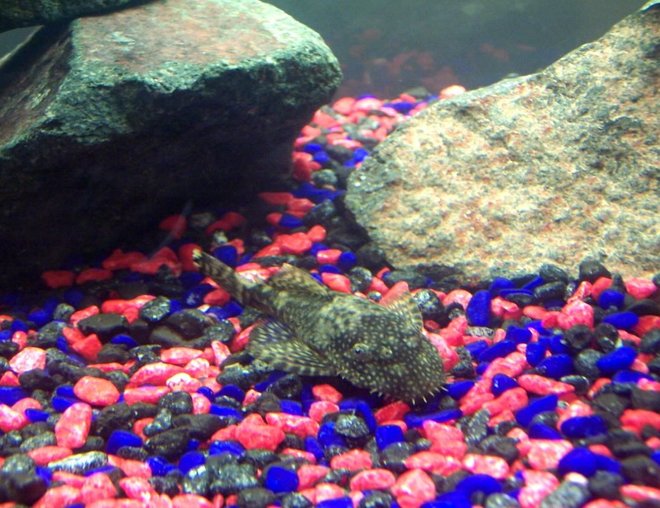 freshwater fish stocking in 250 gallons tank - Lola