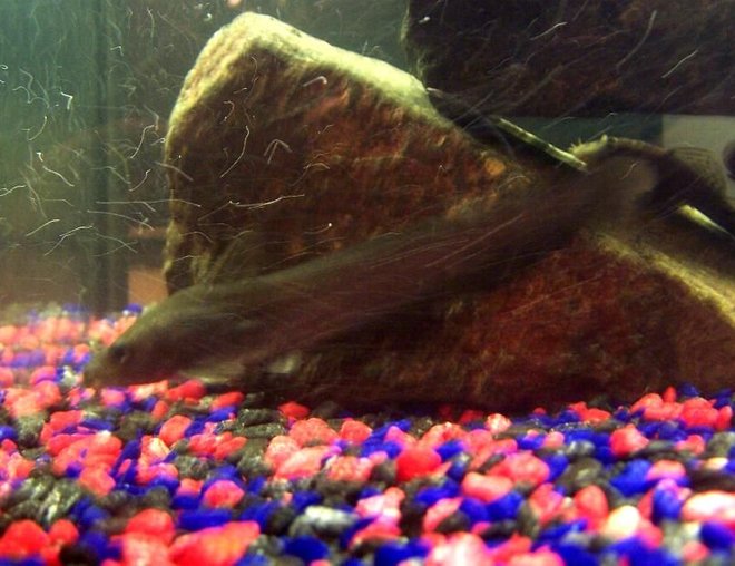 freshwater fish stocking in 250 gallons tank - Wiska & Lola