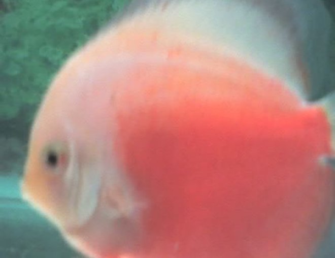freshwater fish - red white discus stocking in 60 gallons tank - Red White Discus