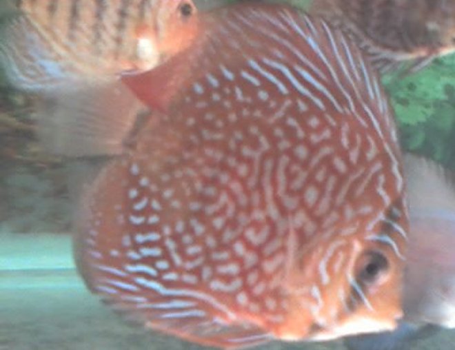 freshwater fish - symphysodon spp. - red turquoise discus stocking in 60 gallons tank - Red Turquoise discus