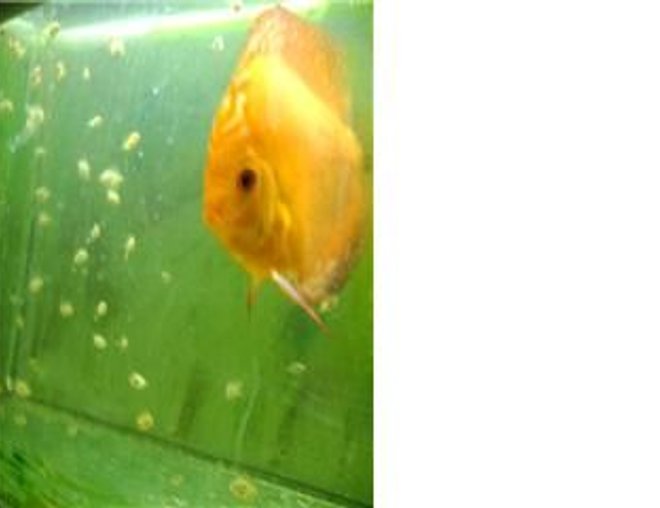 freshwater fish - symphysodon sp. - red marlboro discus stocking in 40 gallons tank - Baby Marlboro Red's Discus