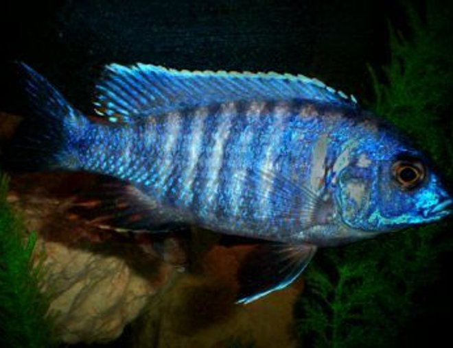 freshwater fish - blue regal peacock stocking in 46 gallons tank - This is my Blue Regal Peacock