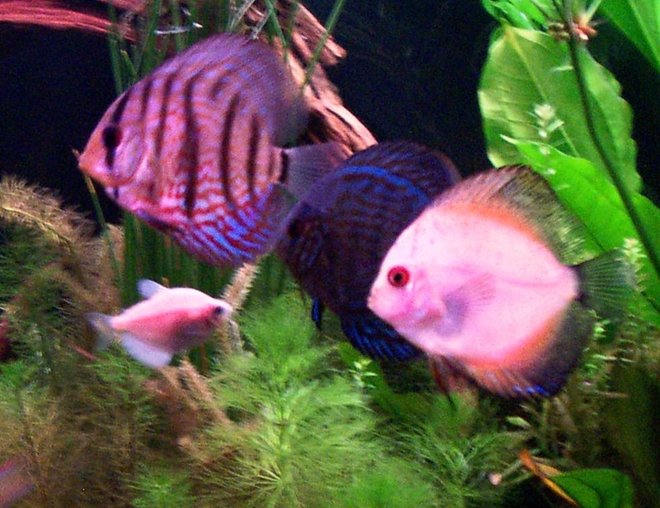 freshwater fish - symphysodon sp. - white discus stocking in 125 gallons tank - my "three amigos"