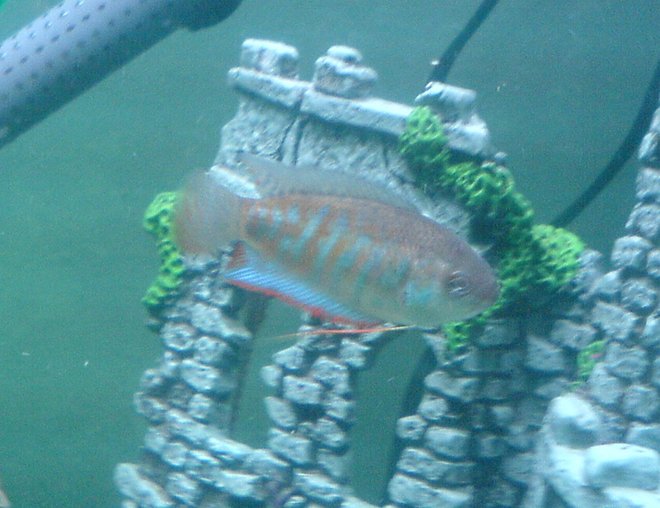 freshwater fish - colisa fasciata - giant gourami stocking in 52 gallons tank - Indian Banned gourami