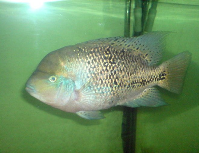 freshwater fish - vieja synspilum stocking in 150 gallons tank - my synspilum