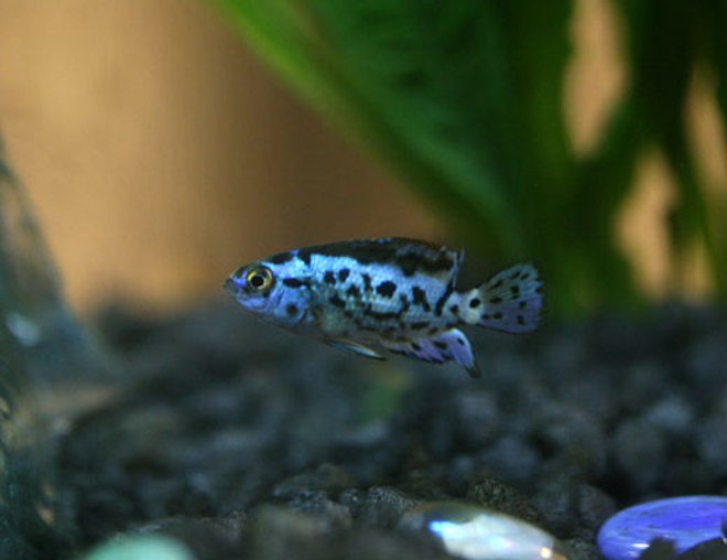 freshwater fish - nandopsis octofasciatum - electric blue jack dempsey stocking in 46 gallons tank - The Prince!! Baby Electric Blue Jack Dempsy. Held in my Eqlipse 3 gal till he gets big enough to hit the 46 gal.