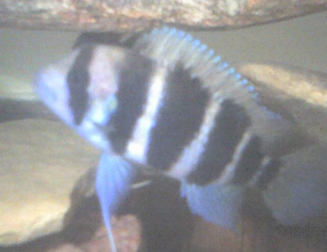 freshwater fish - cyphotilapia frontosa - frontosa cichlid stocking in 60 gallons tank - this is frank the frontosa