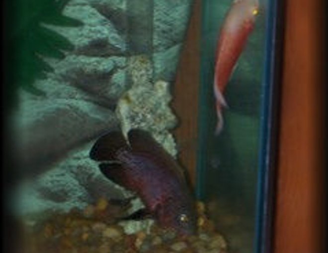 freshwater fish stocking in 55 gallons tank - Melvin & Ruby