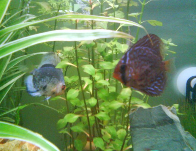 freshwater fish - symphysodon spp. - snakeskin discus stocking in 52 gallons tank - discus