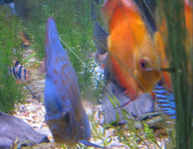 freshwater fish - symphysodon sp. - yellow marlboro discus stocking in 38 gallons tank - Discus
My 38 Gallon Aquarium, 3 Discus, 6 Tiger Barbs, 3 Chinese Algae Eaters, one Gold Nugget Pleco, and a Gold Chinese Algae Eater. I'm using a Marineland C-Series Multi Stage Canister Filter C-220, the best fiter out there. I personaly think this filter is better then the Eheim, because it allows no bypass, it forces the water through the filter media trays and not around them, all the other canisters allow 40% to 60%.