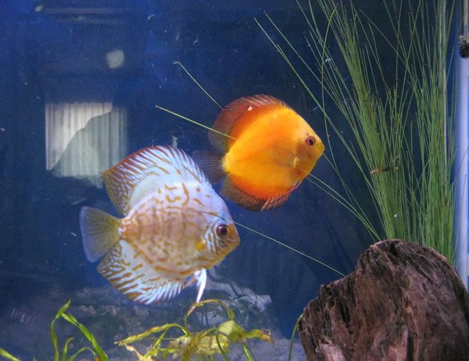 freshwater fish - symphysodon sp. - yellow marlboro discus stocking in 38 gallons tank - Discus
My 38 Gallon Aquarium, 3 Discus, 6 Tiger Barbs, 3 Chinese Algae Eaters, one Gold Nugget Pleco, and a Gold Chinese Algae Eater. I'm using a Marineland C-Series Multi Stage Canister Filter C-220, the best fiter out there. I personaly think this filter is better then the Eheim, because it allows no bypass, it forces the water through the filter media trays and not around them, all the other canisters allow 40% to 60%.