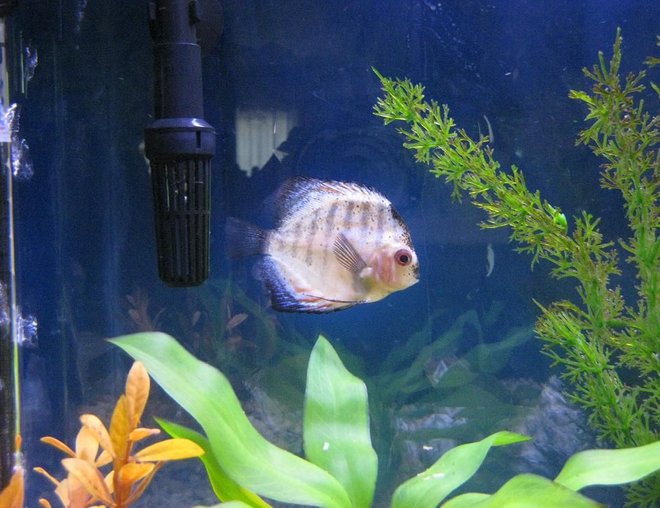 freshwater fish - symphysodon spp. - pigeon blood discus stocking in 38 gallons tank - Discus
My 38 Gallon Aquarium, 3 Discus, 6 Tiger Barbs, 3 Chinese Algae Eaters, one Gold Nugget Pleco, and a Gold Chinese Algae Eater. I'm using a Marineland C-Series Multi Stage Canister Filter C-220, the best fiter out there. I personaly think this filter is better then the Eheim, because it allows no bypass, it forces the water through the filter media trays and not around them, all the other canisters allow 40% to 60%.