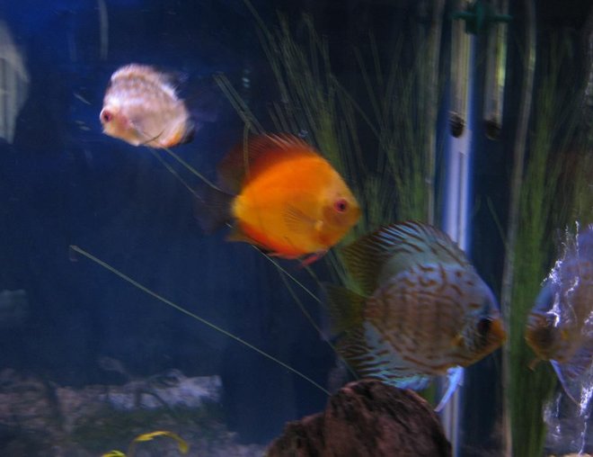 freshwater fish - symphysodon sp. - yellow marlboro discus stocking in 38 gallons tank - Discus
My 38 Gallon Aquarium, 3 Discus, 6 Tiger Barbs, 3 Chinese Algae Eaters, one Gold Nugget Pleco, and a Gold Chinese Algae Eater. I'm using a Marineland C-Series Multi Stage Canister Filter C-220, the best fiter out there. I personaly think this filter is better then the Eheim, because it allows no bypass, it forces the water through the filter media trays and not around them, all the other canisters allow 40% to 60%.