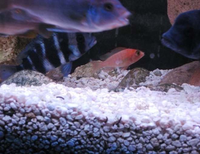 freshwater fish - cyphotilapia frontosa - frontosa cichlid stocking in 55 gallons tank - cichlids