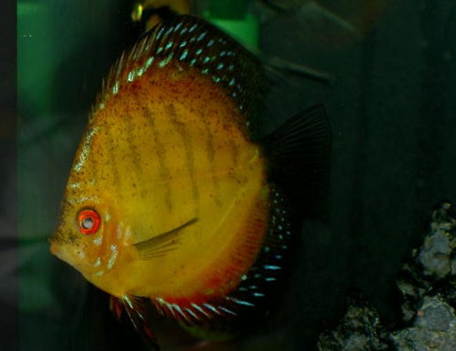 freshwater fish - symphysodon sp. - royal red discus stocking in 46 gallons tank - One Really big Discus