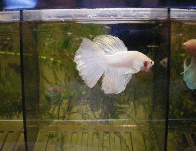 freshwater fish - betta splendens stocking in 75 gallons tank - White platinum delta. . . GORGEOUS male!