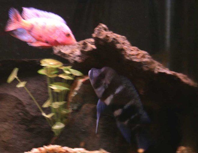 freshwater fish - cyphotilapia frontosa - frontosa cichlid stocking in 90 gallons tank - The frontosa won the cave fight.