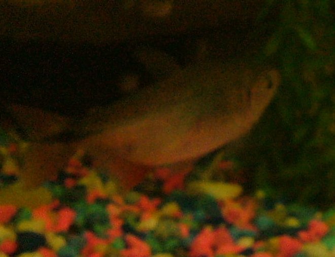 freshwater fish - piaractus brachypomum - red belly pacu stocking in 75 gallons tank - grr