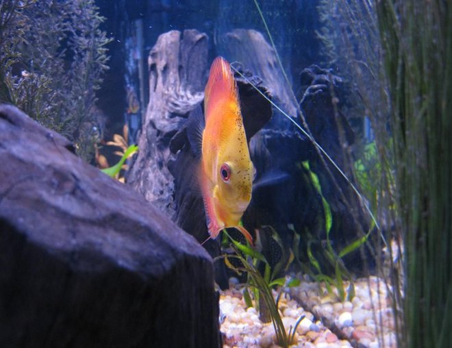 freshwater fish - symphysodon sp. - yellow marlboro discus stocking in 38 gallons tank - Discus
My 38 Gallon Aquarium, 3 Discus, 6 Tiger Barbs, 3 Chinese Algae Eaters, one Gold Nugget Pleco, and a Gold Chinese Algae Eater. I'm using a Marineland C-Series Multi Stage Canister Filter C-220, the best fiter out there. I personaly think this filter is better then the Eheim, because it allows no bypass, it forces the water through the filter media trays and not around them, all the other canisters allow 40% to 60%.