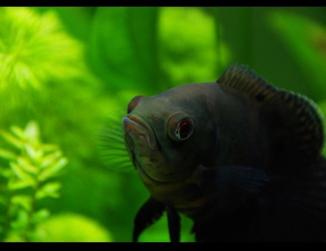 freshwater fish - astronotus ocellatus - oscar stocking in 45 gallons tank - My 3" oscar in his planted home :D,
the photo was taken with my Nikon DSLR, 
if you were wondering haha