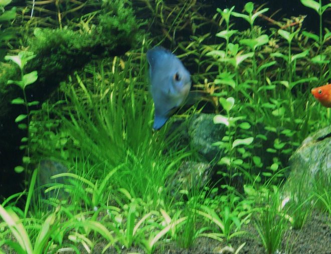 freshwater fish - symphysodon spp. - neon blue discus stocking in 80 gallons tank - Hey! how r u?