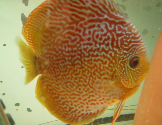 freshwater fish - oriental dream discus - -