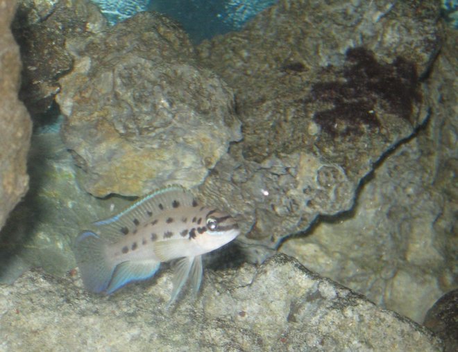 freshwater fish - chalinochromis sp. ndobnoi stocking in 55 gallons tank - chalinochromis ndobnoi    protecting his cave