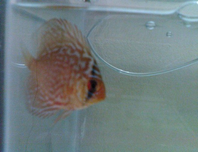 freshwater fish - symphysodon sp. - red panda discus stocking in 50 gallons tank - discus