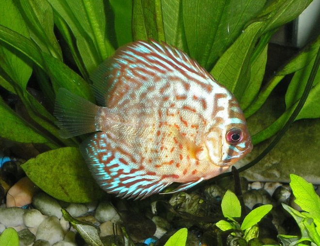 freshwater fish - blue turquoise discus stocking in 55 gallons tank - Blue Turquoise Discus cruising by
