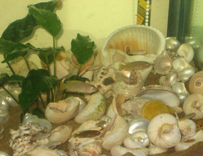 freshwater fish - neolamprologus multifasciatus stocking in 400 gallons tank - Neolamprologus Multifasciatus (Shell Squatter)
Breeding Colony