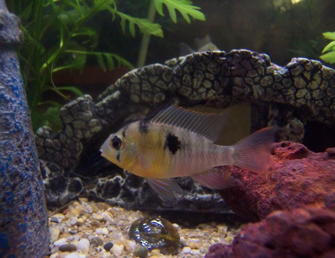 freshwater fish - microgeophagus altispinosa - bolivian ram stocking in 400 gallons tank - Mikrogeophagus Altispinosus (Bolivian Butterfly)