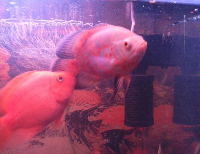 freshwater fish - astronotus ocellatus - red oscar stocking in 6 gallons tank - my oscar