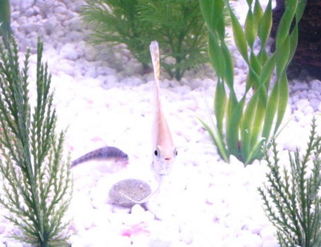 freshwater fish stocking in 36 gallons tank - He's Looking at you.