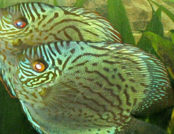 freshwater fish - aquagreen scribble discus stocking in 135 gallons tank - Mated pair of Discus