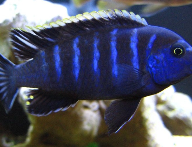 freshwater fish - pseudotropheus red top gallireya stocking in 125 gallons tank - Red top dwarf