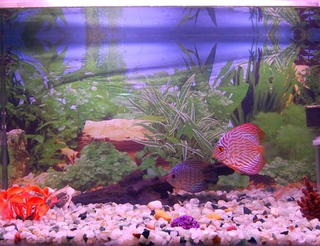 freshwater fish - oriental dream discus stocking in 38 gallons tank - 38 gal discus aquarium