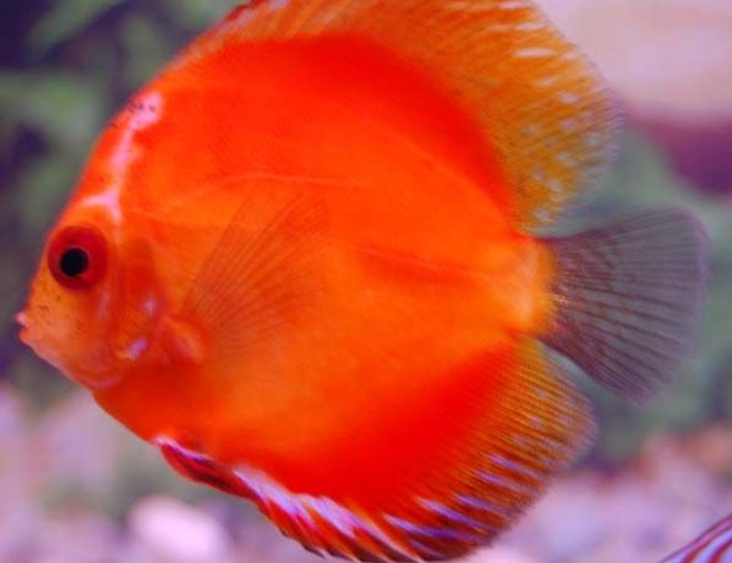 freshwater fish - red melon discus stocking in 38 gallons tank - red melon